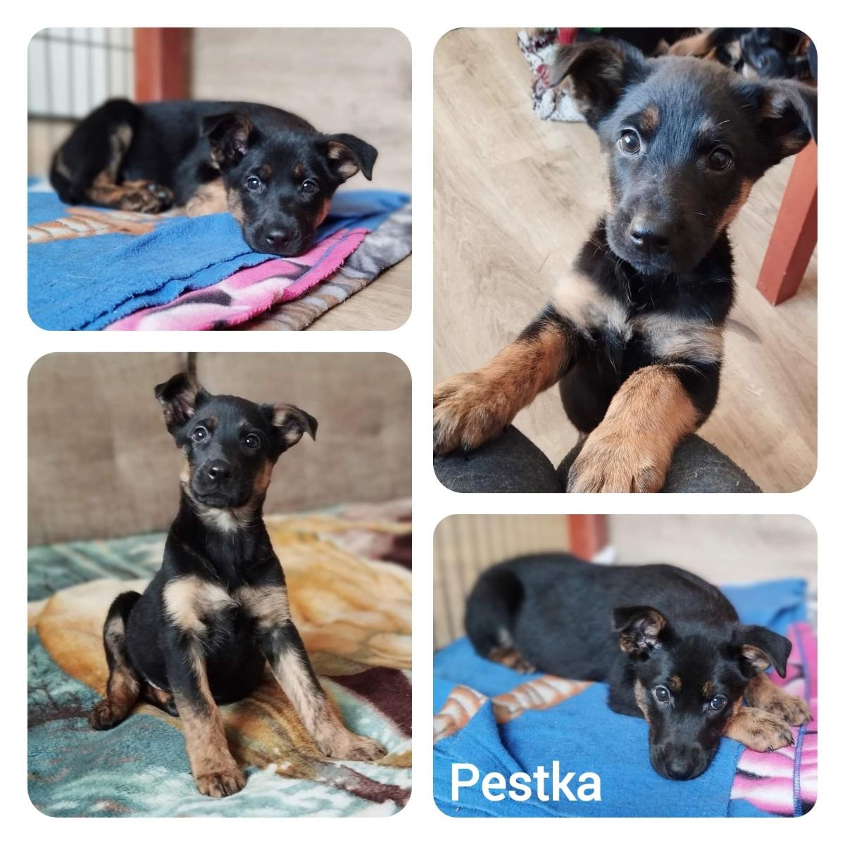 Zdjęcie w galerii na portalu naszraciborz.pl: Przyjaciele bezdomnych zwierząt organizują zbiórkę i psiolubne spotkanie wiadomości z regionu