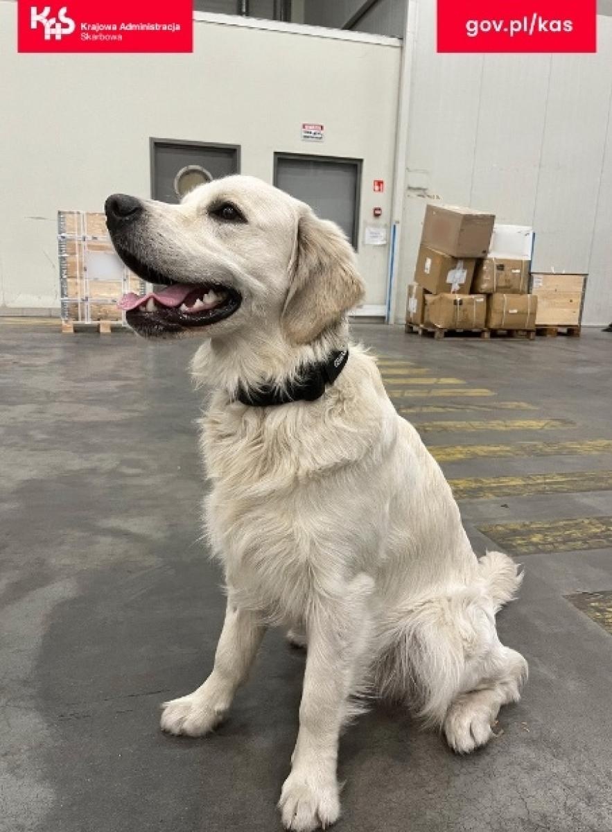 Zdjęcie w galerii na portalu naszraciborz.pl: Czworonożny funkcjonariusz Kodi ujawnił przemyt wiadomości z regionu