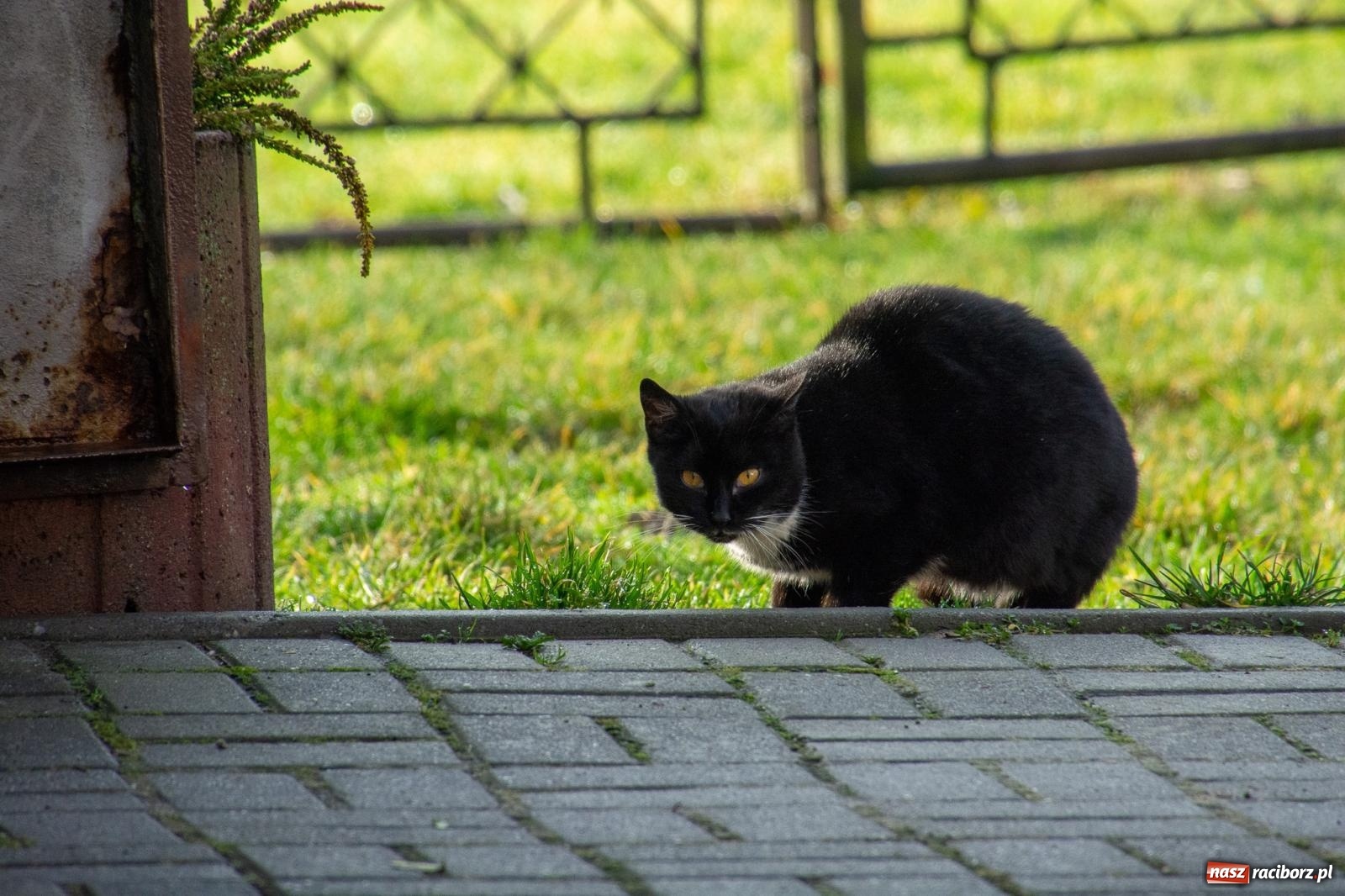 Zdjęcie w galerii na portalu naszraciborz.pl: Bery z parafii Las Vegas żegnają karnawał [FOTO i WIDEO] wiadomości z regionu