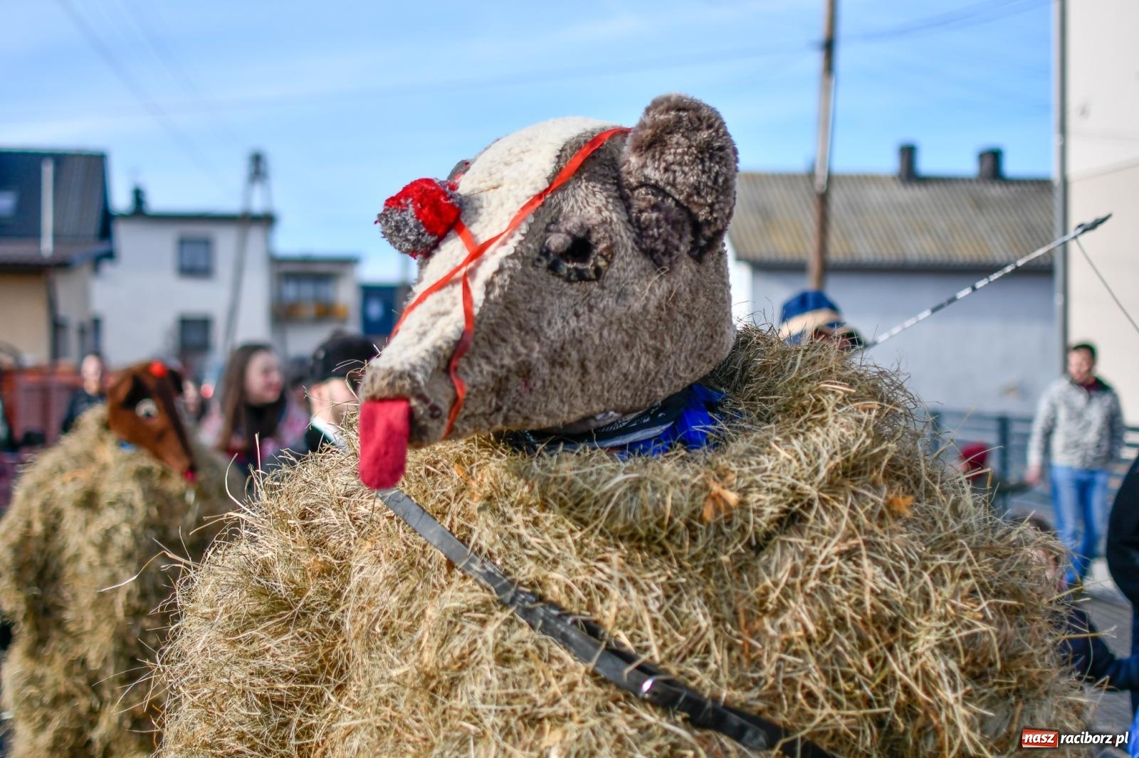 Zdjęcie w galerii na portalu naszraciborz.pl: Tanzbär, czyli ostatki po samborowicku. Zegnamy karnawał 2024 wiadomości z regionu