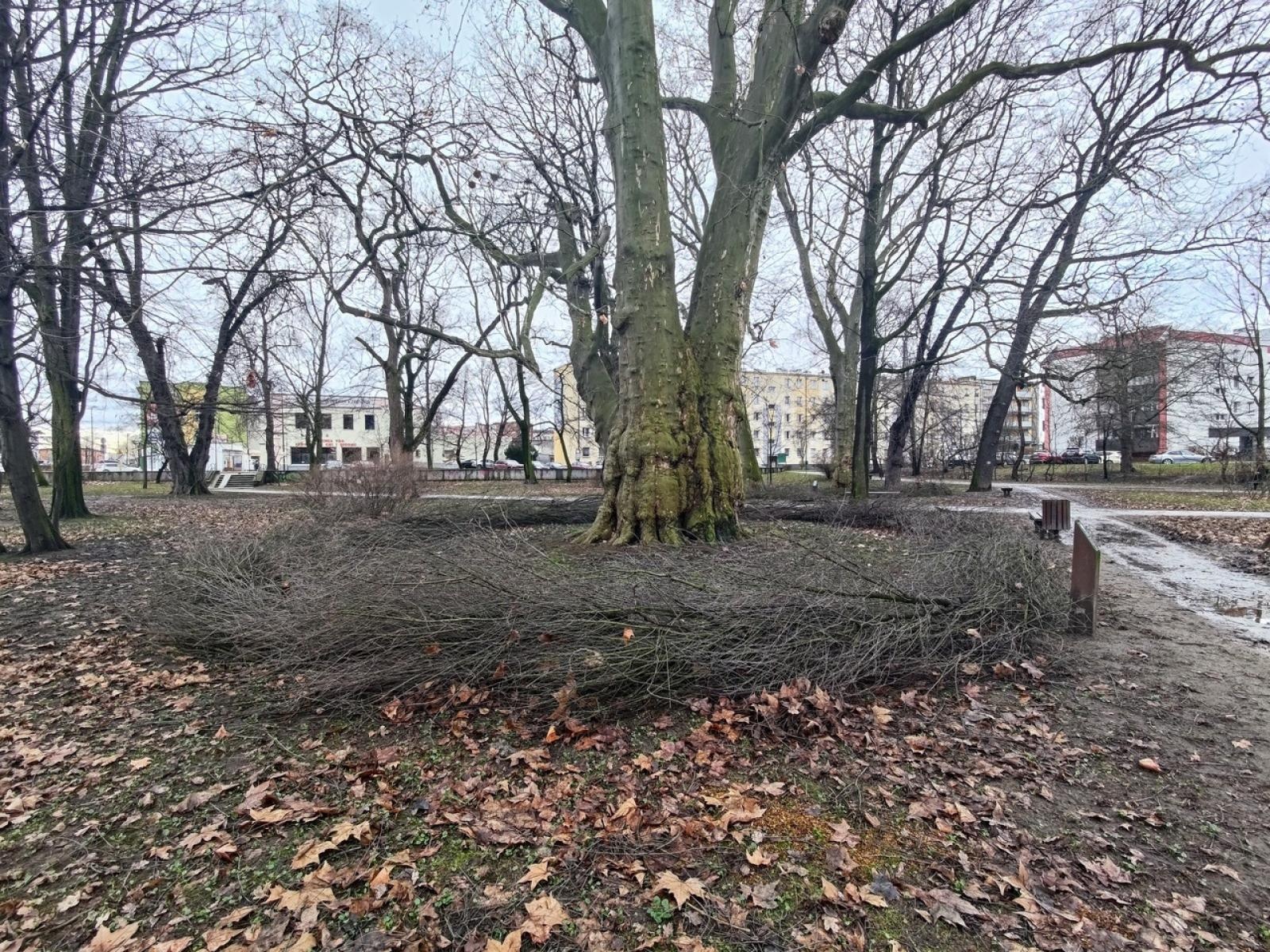 Zdjęcie w galerii na portalu naszraciborz.pl: Powstały naturalne schronienia dla dzikich zwierząt w parku przy Kolejowej wiadomości z regionu