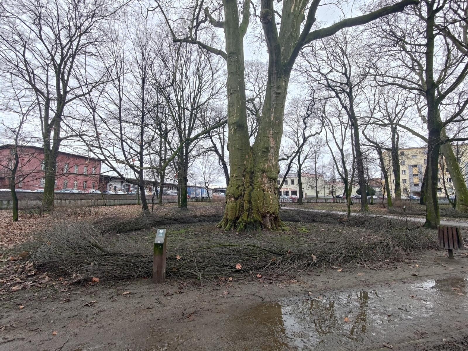 Zdjęcie w galerii na portalu naszraciborz.pl: Powstały naturalne schronienia dla dzikich zwierząt w parku przy Kolejowej wiadomości z regionu