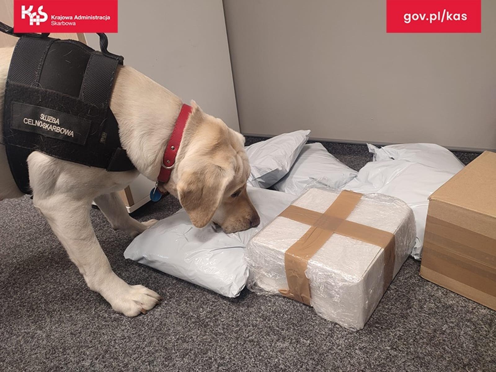 Zdjęcie w galerii na portalu naszraciborz.pl: Suczka Beti wywęszyła tytoń w paczkach kurierskich wiadomości z regionu