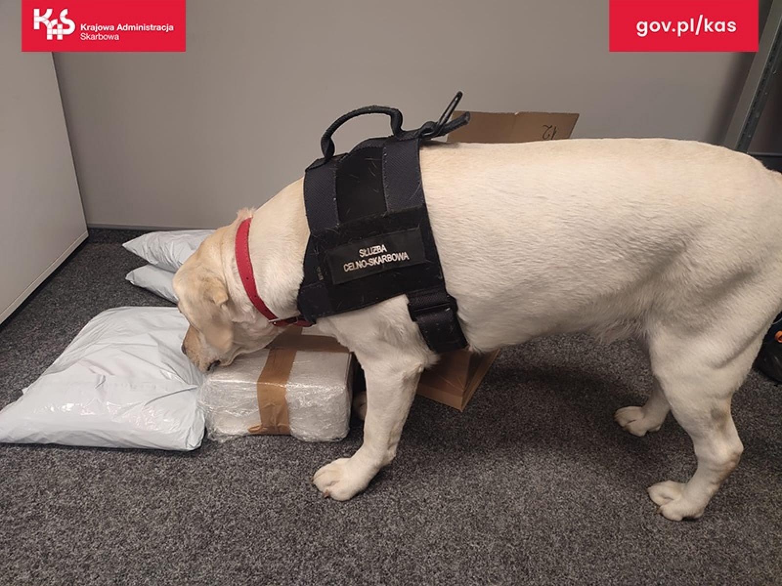 Zdjęcie w galerii na portalu naszraciborz.pl: Suczka Beti wywęszyła tytoń w paczkach kurierskich wiadomości z regionu