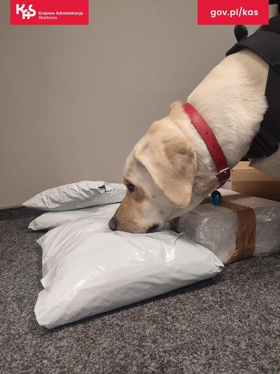 Zdjęcie w galerii na portalu naszraciborz.pl: Suczka Beti wywęszyła tytoń w paczkach kurierskich wiadomości z regionu