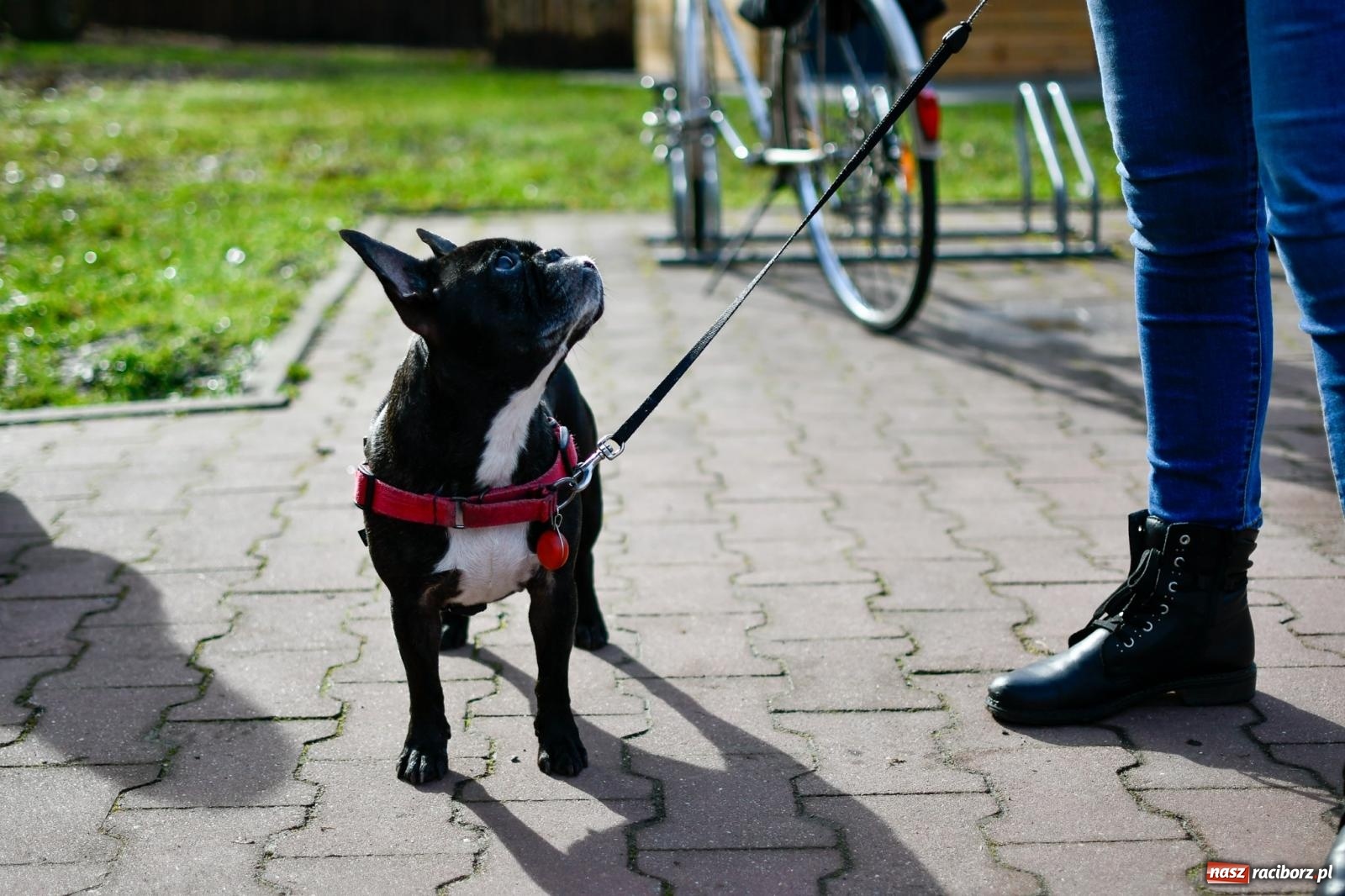 Zdjęcie w galerii na portalu naszraciborz.pl: Mateusz Wolnik wygrał XII Bieg Twardziela w Raciborzu wiadomości z regionu