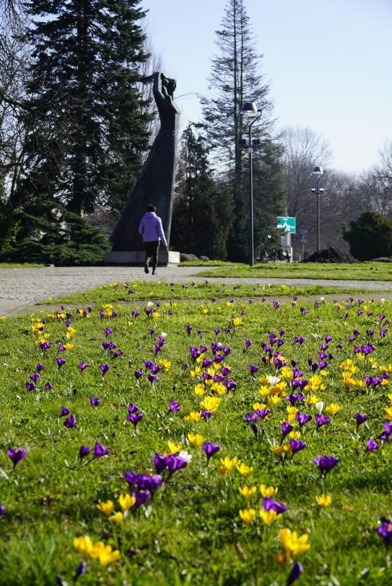 Zdjęcie w galerii na portalu naszraciborz.pl: Pomnik Matki Polki w otoczeniu kolorowych krokusów wiadomości z regionu