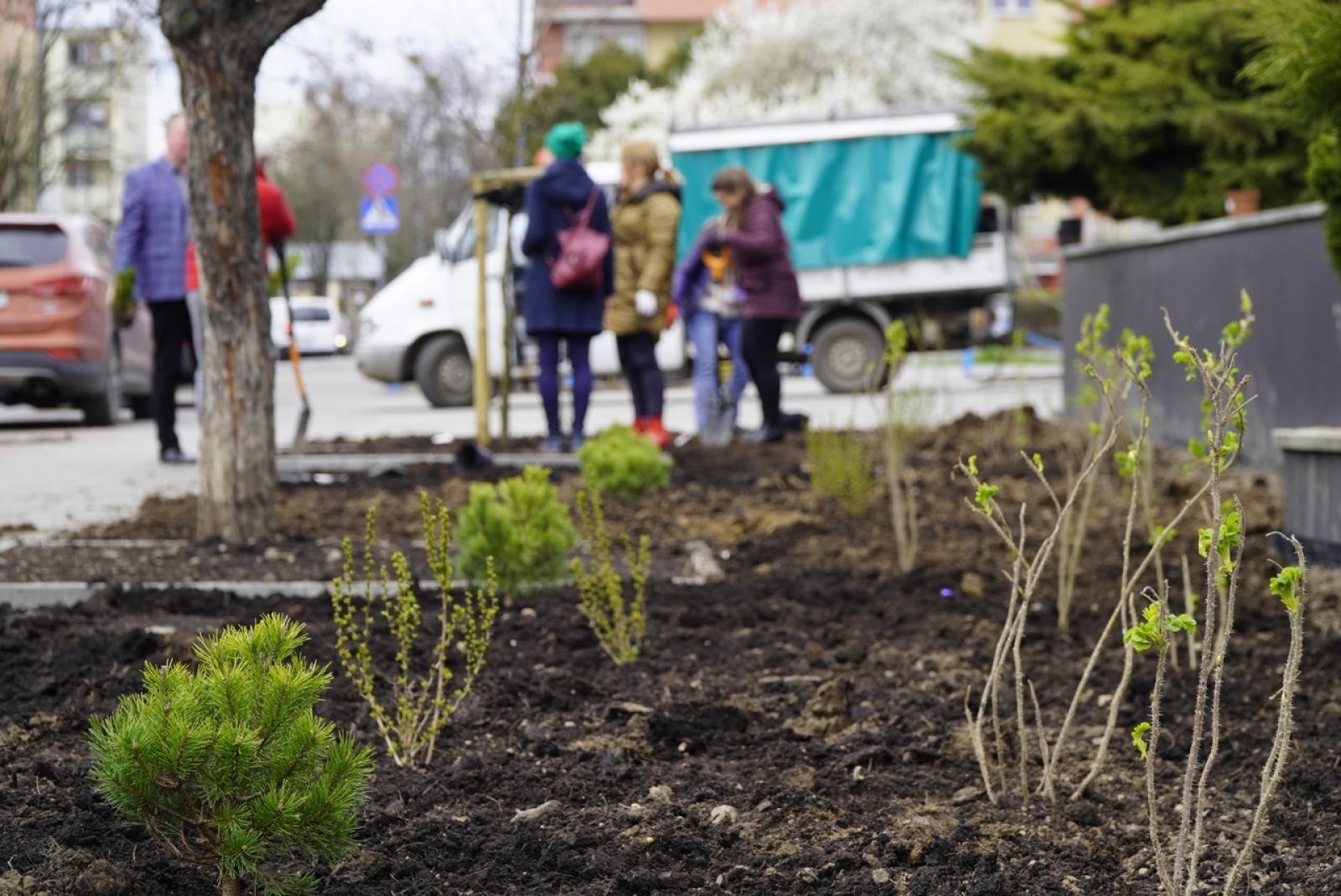 Zdjęcie w galerii na portalu naszraciborz.pl: Przy Państwowej Szkole Muzycznej w Raciborzu pojawiły się nowe nasadzenia wiadomości z regionu