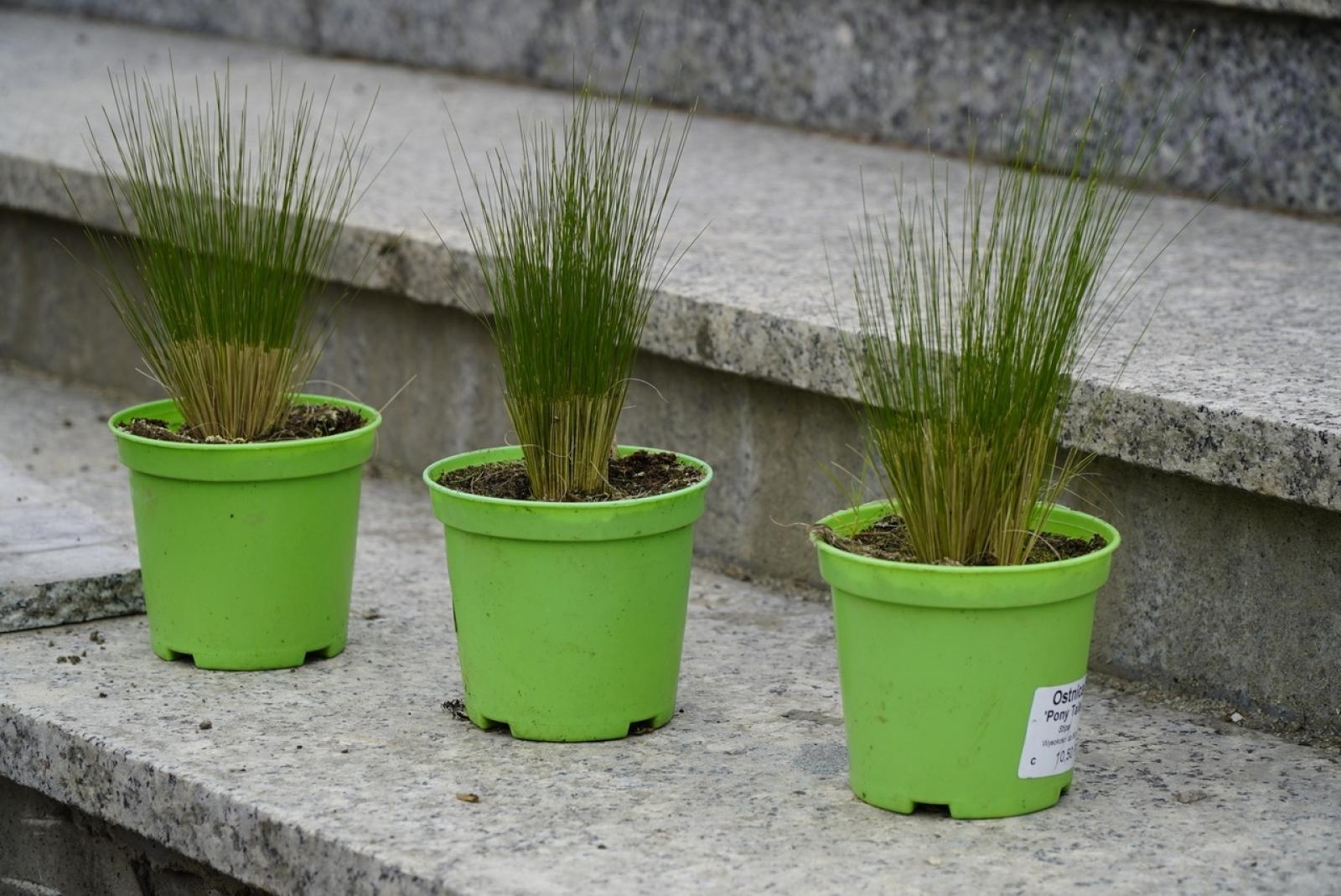 Zdjęcie w galerii na portalu naszraciborz.pl: Przy Państwowej Szkole Muzycznej w Raciborzu pojawiły się nowe nasadzenia wiadomości z regionu