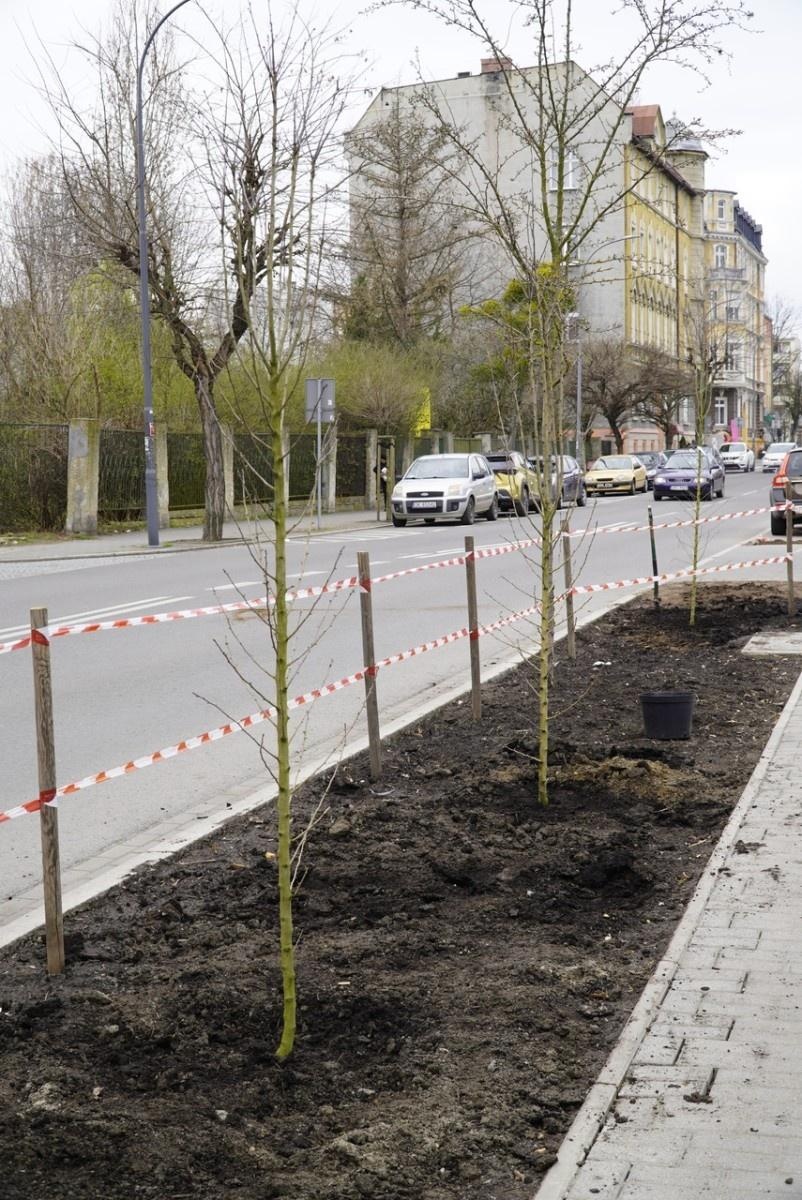 Zdjęcie w galerii na portalu naszraciborz.pl: Przy Państwowej Szkole Muzycznej w Raciborzu pojawiły się nowe nasadzenia wiadomości z regionu