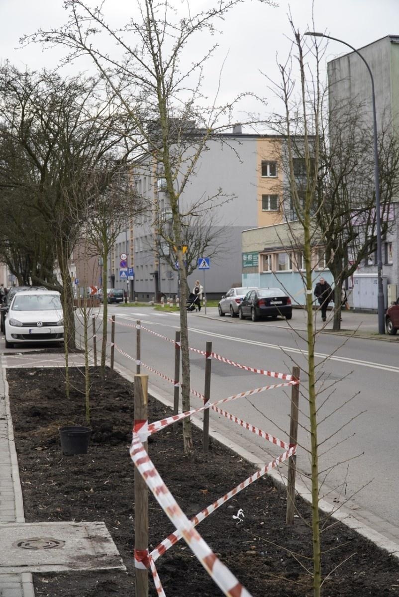 Zdjęcie w galerii na portalu naszraciborz.pl: Przy Państwowej Szkole Muzycznej w Raciborzu pojawiły się nowe nasadzenia wiadomości z regionu