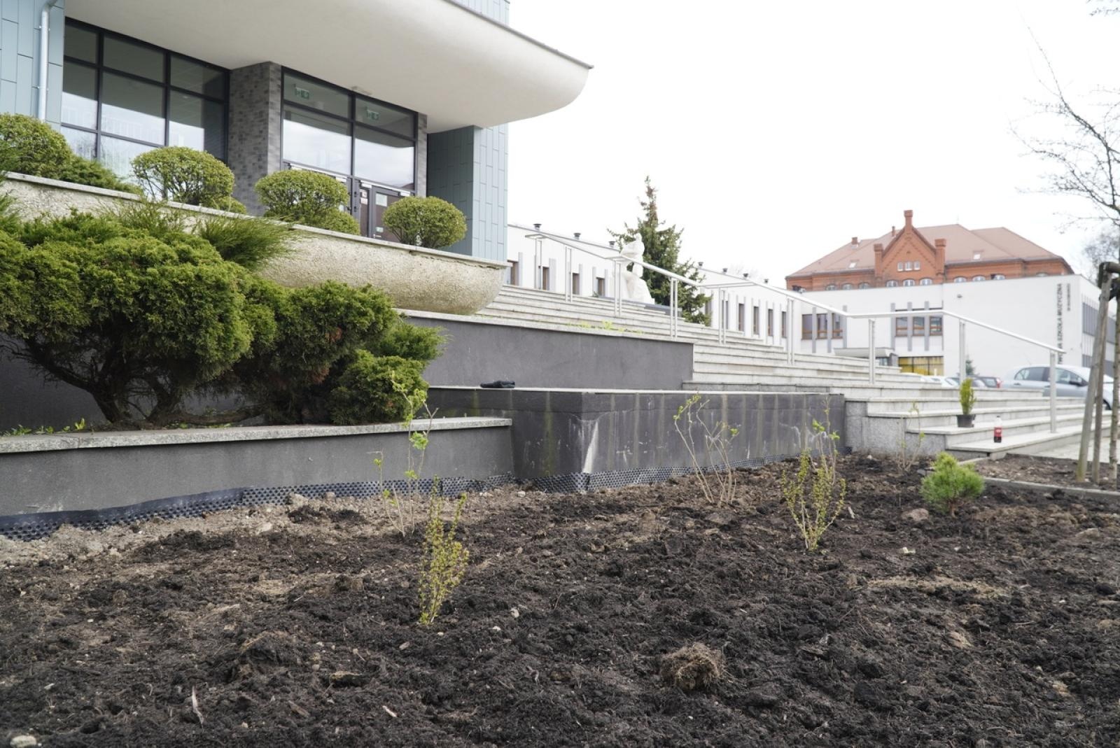 Zdjęcie w galerii na portalu naszraciborz.pl: Przy Państwowej Szkole Muzycznej w Raciborzu pojawiły się nowe nasadzenia wiadomości z regionu