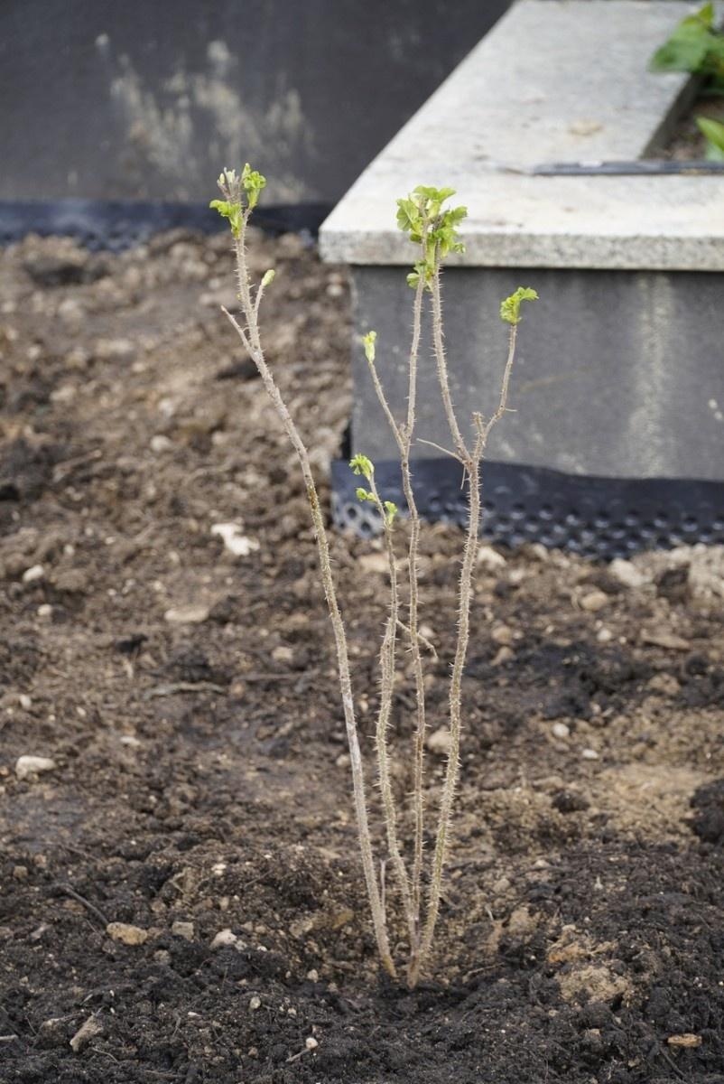 Zdjęcie w galerii na portalu naszraciborz.pl: Przy Państwowej Szkole Muzycznej w Raciborzu pojawiły się nowe nasadzenia wiadomości z regionu