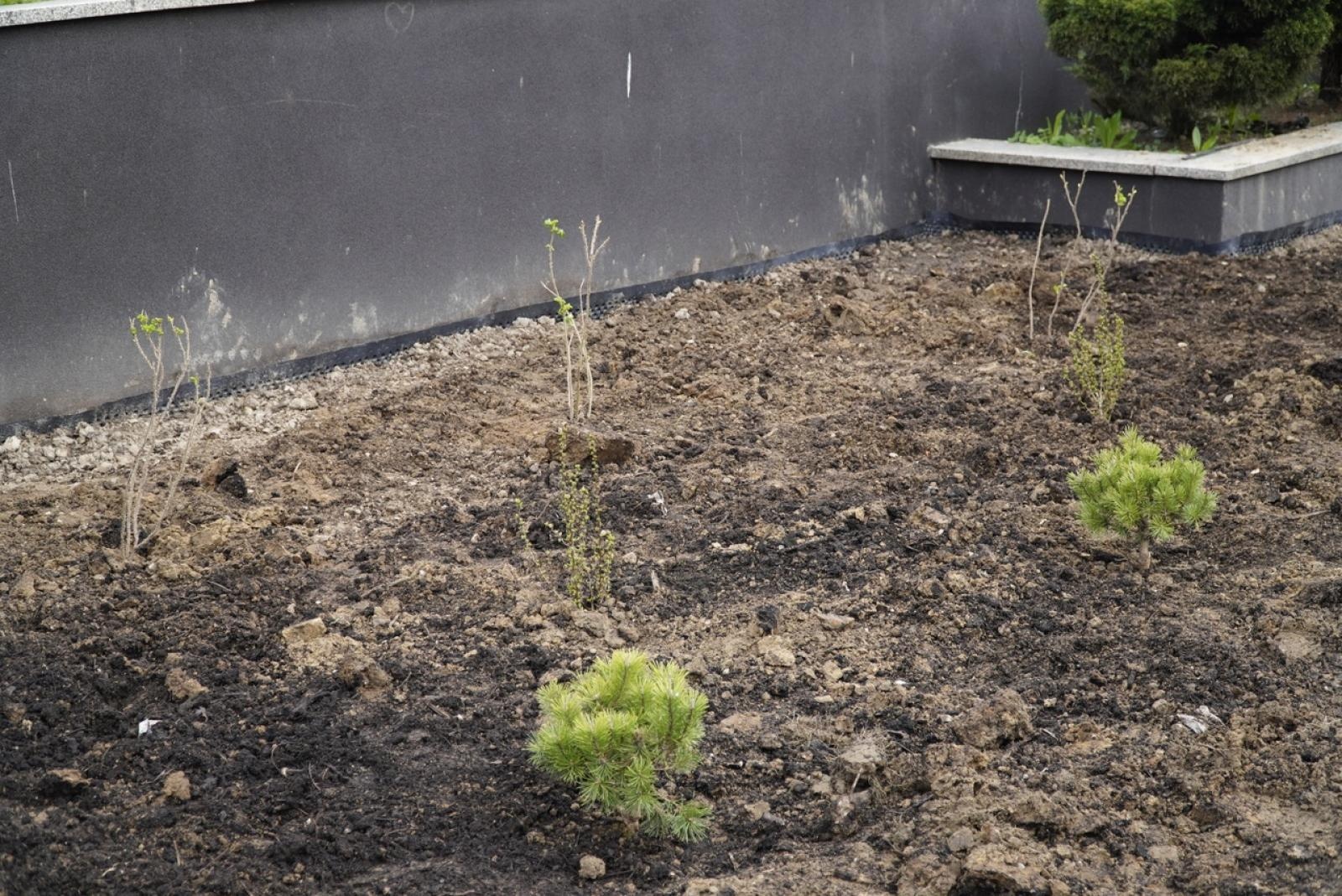 Zdjęcie w galerii na portalu naszraciborz.pl: Przy Państwowej Szkole Muzycznej w Raciborzu pojawiły się nowe nasadzenia wiadomości z regionu