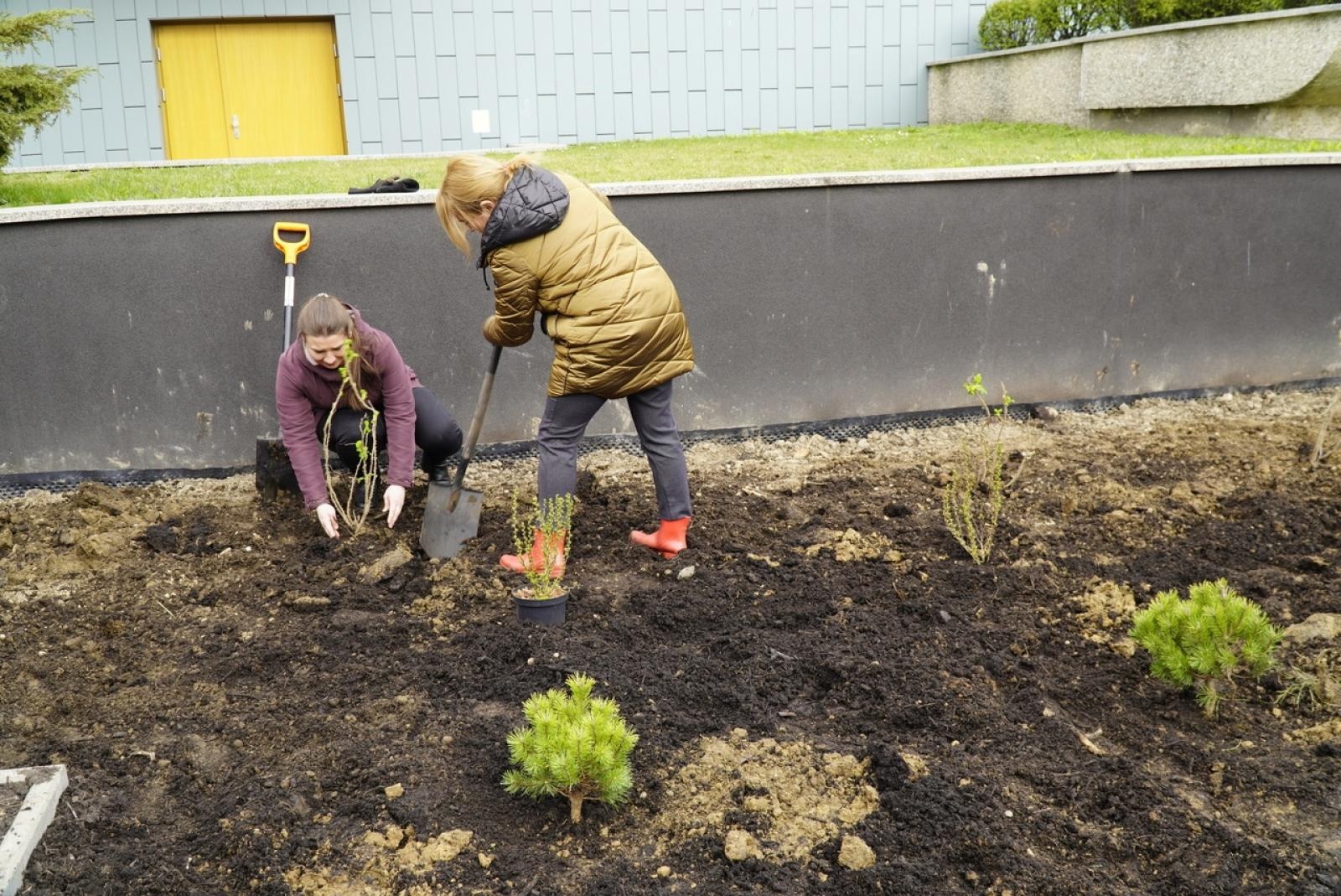 Zdjęcie w galerii na portalu naszraciborz.pl: Przy Państwowej Szkole Muzycznej w Raciborzu pojawiły się nowe nasadzenia wiadomości z regionu