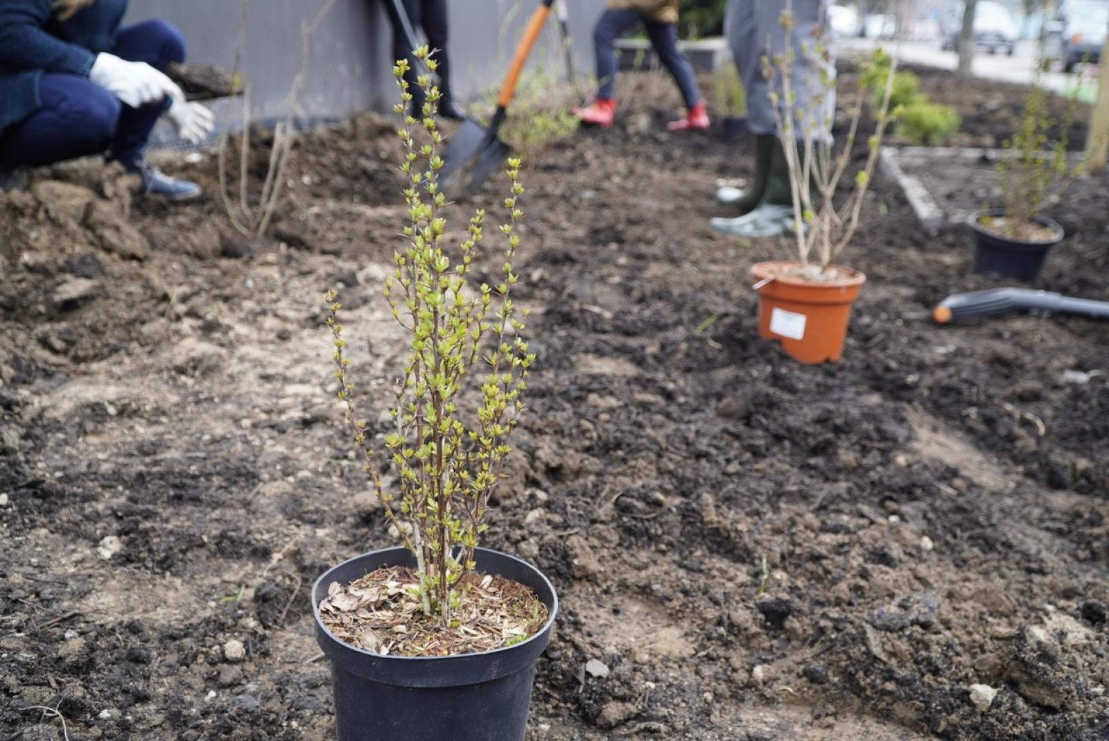 Zdjęcie w galerii na portalu naszraciborz.pl: Przy Państwowej Szkole Muzycznej w Raciborzu pojawiły się nowe nasadzenia wiadomości z regionu