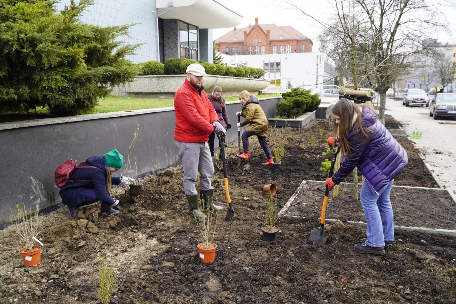 Zdjęcie w galerii na portalu naszraciborz.pl: Przy Państwowej Szkole Muzycznej w Raciborzu pojawiły się nowe nasadzenia wiadomości z regionu