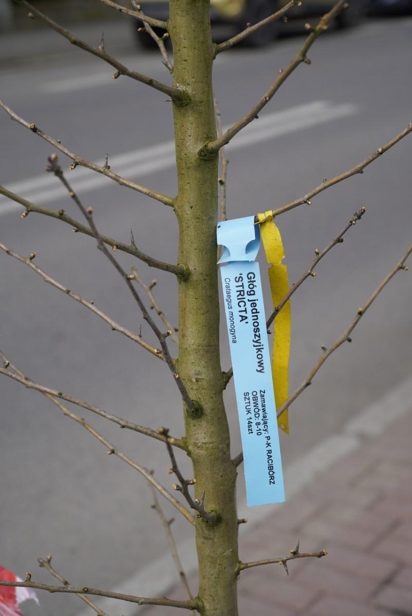 Zdjęcie w galerii na portalu naszraciborz.pl: Przy Państwowej Szkole Muzycznej w Raciborzu pojawiły się nowe nasadzenia wiadomości z regionu