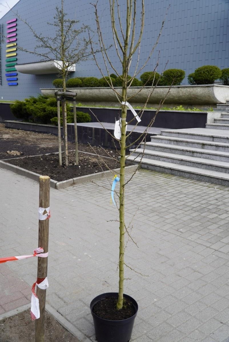 Zdjęcie w galerii na portalu naszraciborz.pl: Przy Państwowej Szkole Muzycznej w Raciborzu pojawiły się nowe nasadzenia wiadomości z regionu