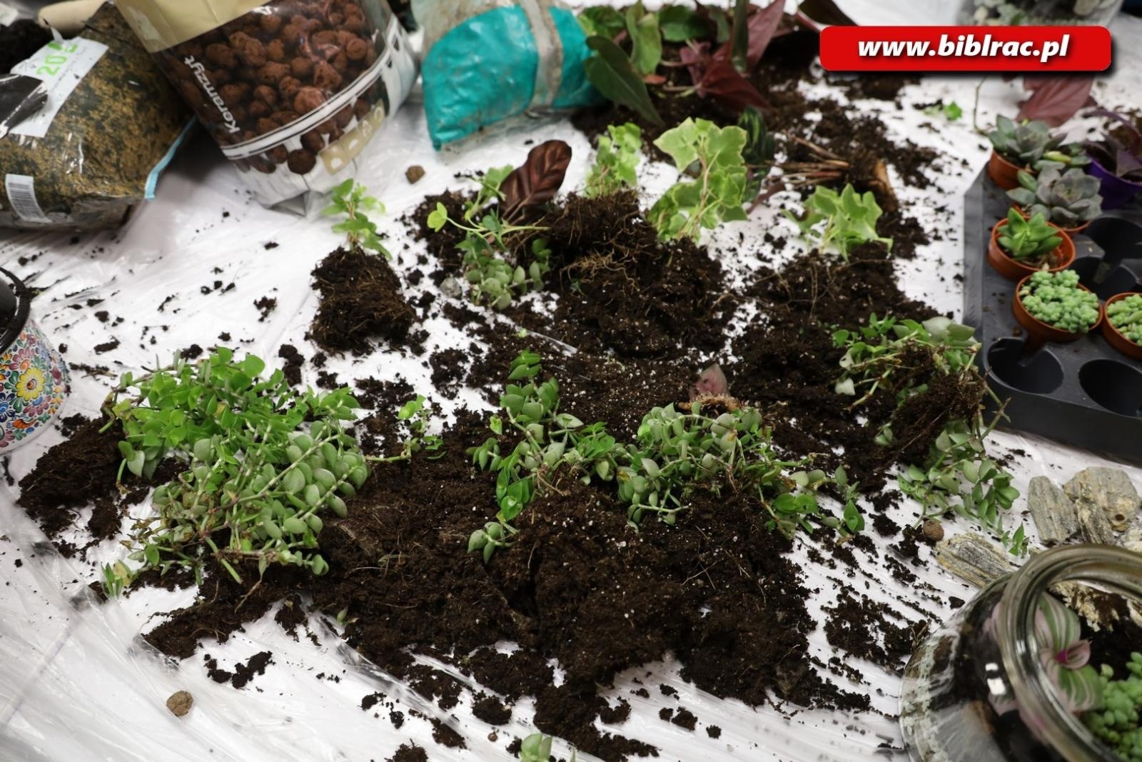 Zdjęcie w galerii na portalu naszraciborz.pl: Projekt Biblioteka z pasją: rośliny w słoiku wiadomości z regionu