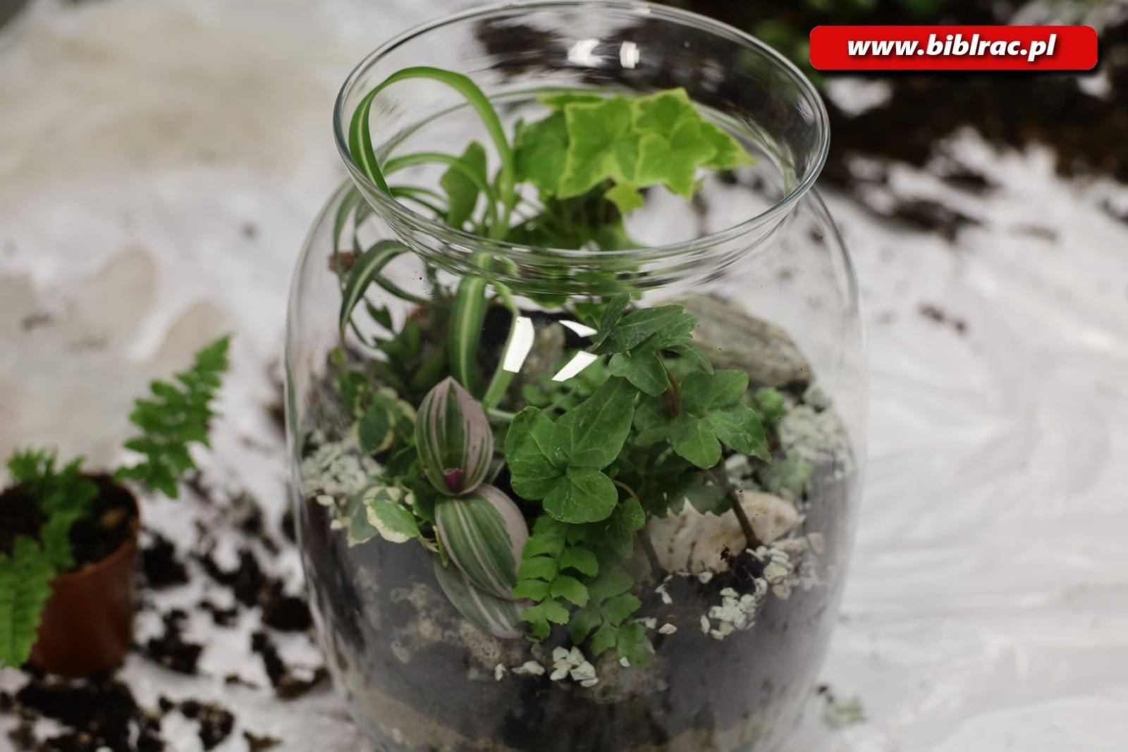 Zdjęcie w galerii na portalu naszraciborz.pl: Projekt Biblioteka z pasją: rośliny w słoiku wiadomości z regionu