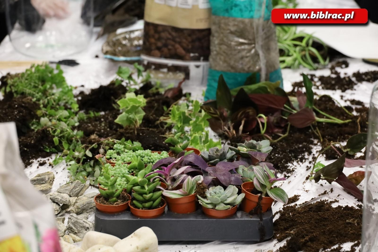 Zdjęcie w galerii na portalu naszraciborz.pl: Projekt Biblioteka z pasją: rośliny w słoiku wiadomości z regionu