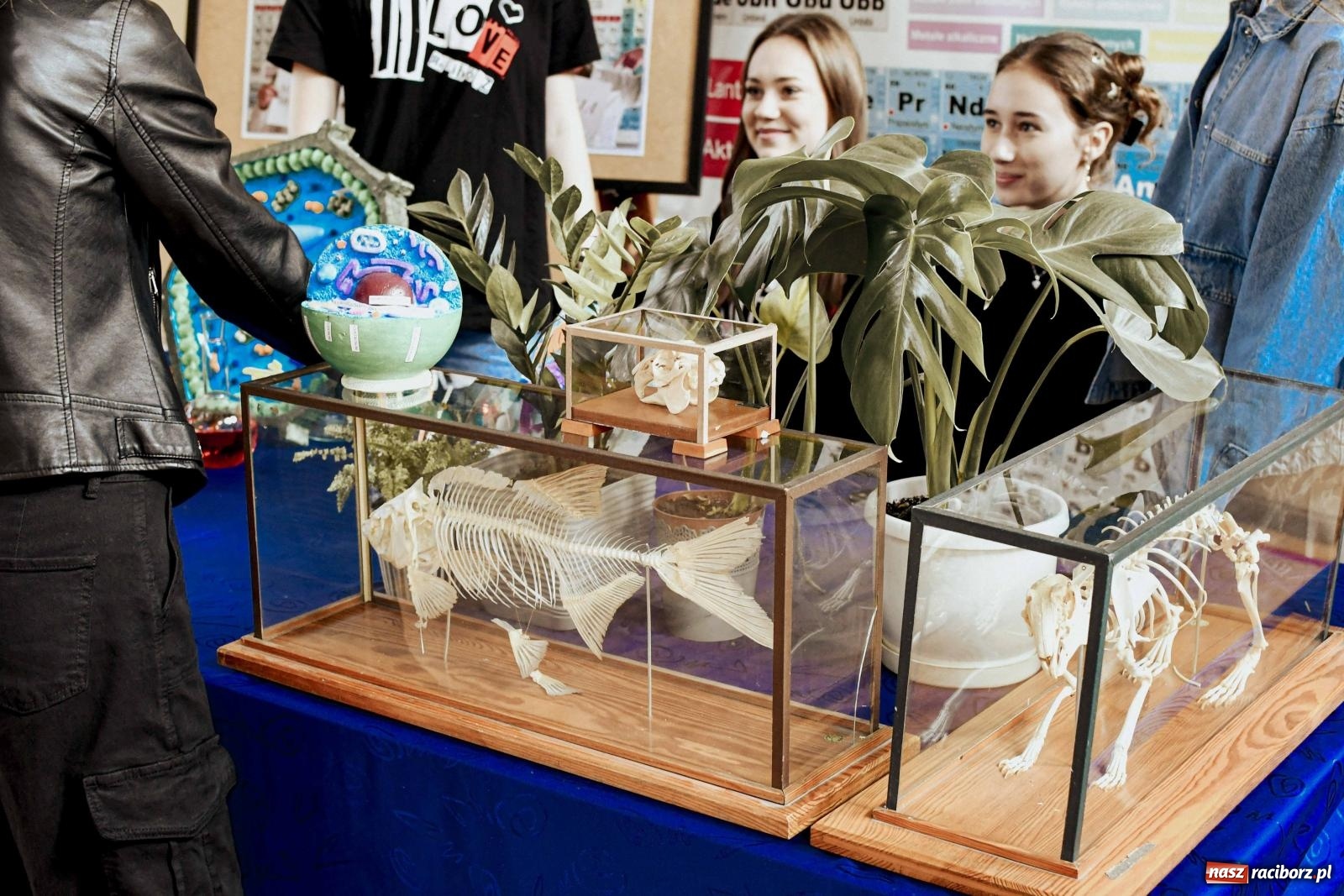 Zdjęcie w galerii na portalu naszraciborz.pl: W II LO stawiają na pozytywną atmosferę [FOTO] wiadomości z regionu