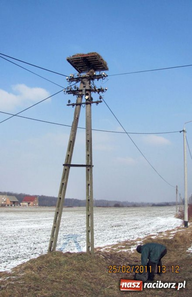 Zdjęcie w galerii na portalu naszraciborz.pl: Ratusz pomaga bocianom wiadomości z regionu