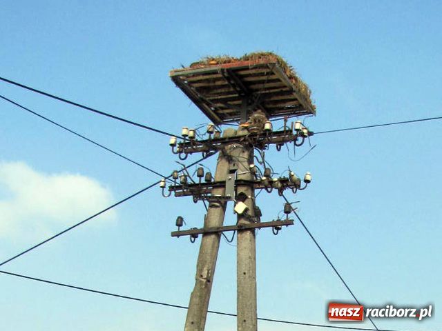 Zdjęcie w galerii na portalu naszraciborz.pl: Ratusz pomaga bocianom wiadomości z regionu