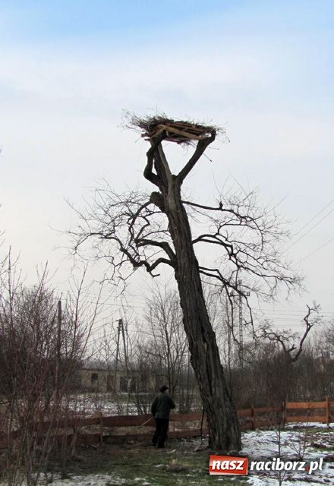 Zdjęcie w galerii na portalu naszraciborz.pl: Ratusz pomaga bocianom wiadomości z regionu