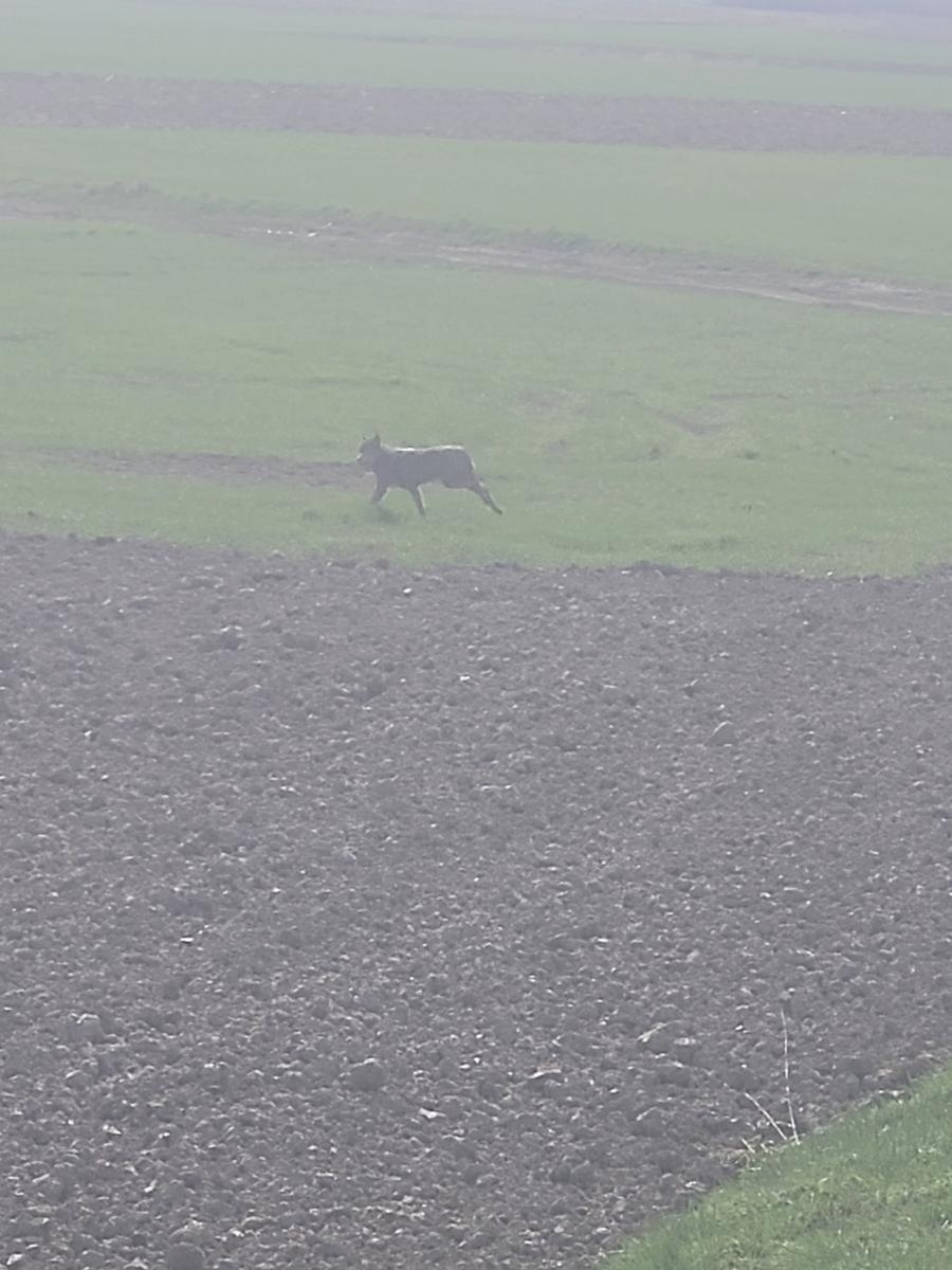Zdjęcie w galerii na portalu naszraciborz.pl: Wilki coraz częściej widywane pod Raciborzem [FOTO] wiadomości z regionu