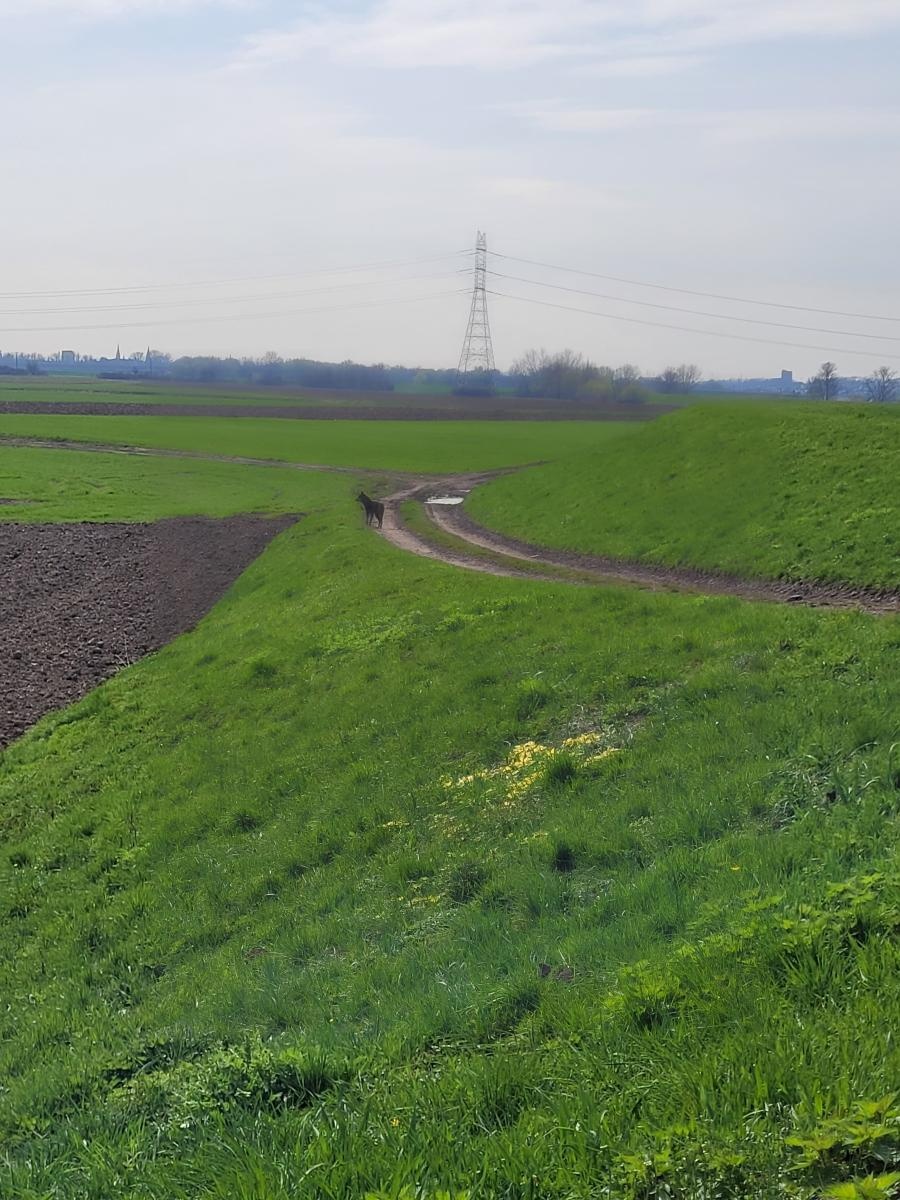 Zdjęcie w galerii na portalu naszraciborz.pl: Wilki coraz częściej widywane pod Raciborzem [FOTO] wiadomości z regionu