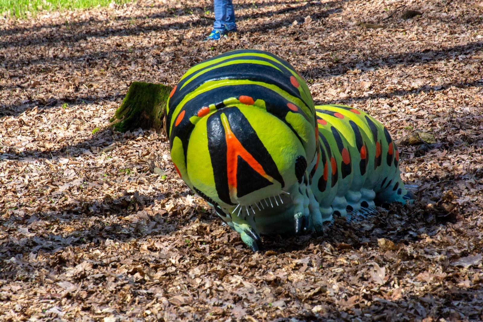 Zdjęcie w galerii na portalu naszraciborz.pl: Owady w skali makro i średniowieczny tor zabaw. Drengowie i Arboretum zadbało o nowe atrakcje lasu Obora wiadomości z regionu