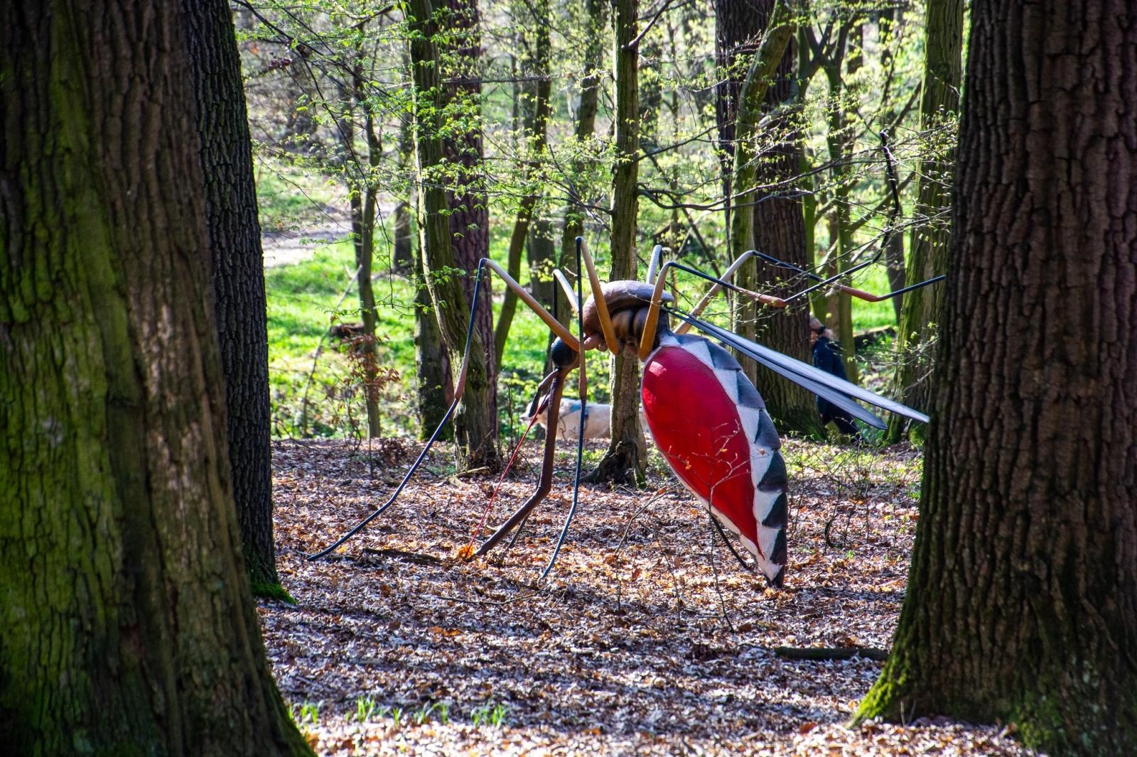 Zdjęcie w galerii na portalu naszraciborz.pl: Owady w skali makro i średniowieczny tor zabaw. Drengowie i Arboretum zadbało o nowe atrakcje lasu Obora wiadomości z regionu