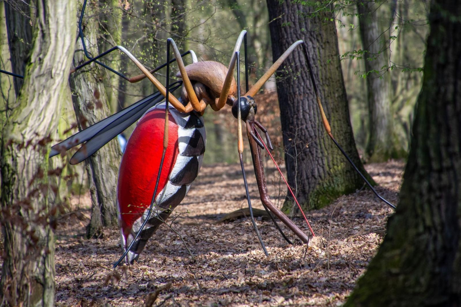 Zdjęcie w galerii na portalu naszraciborz.pl: Owady w skali makro i średniowieczny tor zabaw. Drengowie i Arboretum zadbało o nowe atrakcje lasu Obora wiadomości z regionu