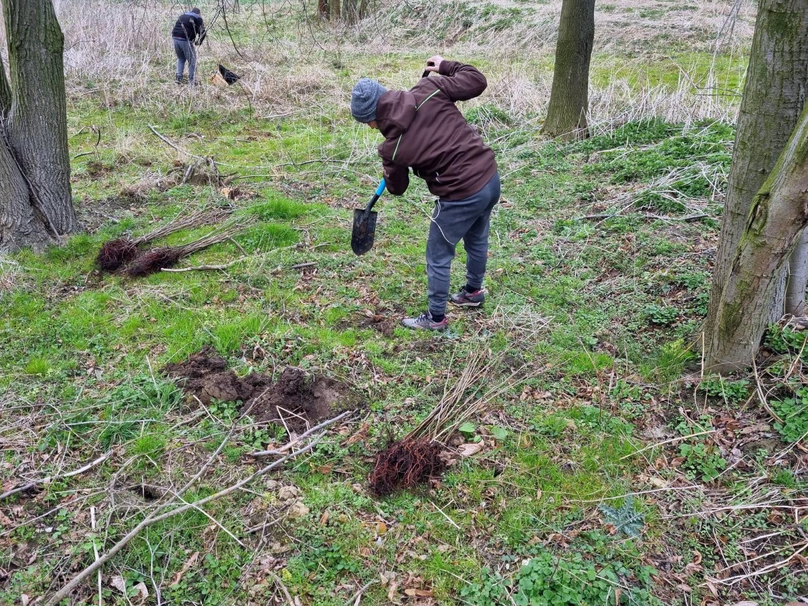 Zdjęcie w galerii na portalu naszraciborz.pl: Ponad 160 nowych drzew - strażników pamięci wiadomości z regionu