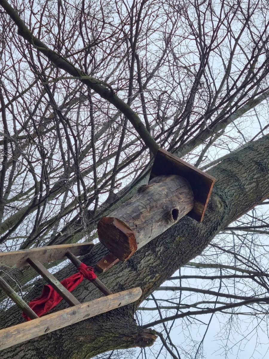 Zdjęcie w galerii na portalu naszraciborz.pl: Ponad 160 nowych drzew - strażników pamięci wiadomości z regionu