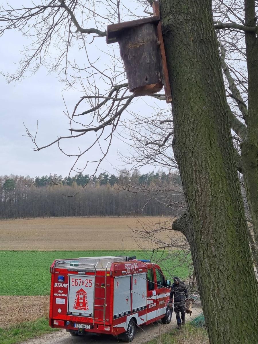 Zdjęcie w galerii na portalu naszraciborz.pl: Ponad 160 nowych drzew - strażników pamięci wiadomości z regionu