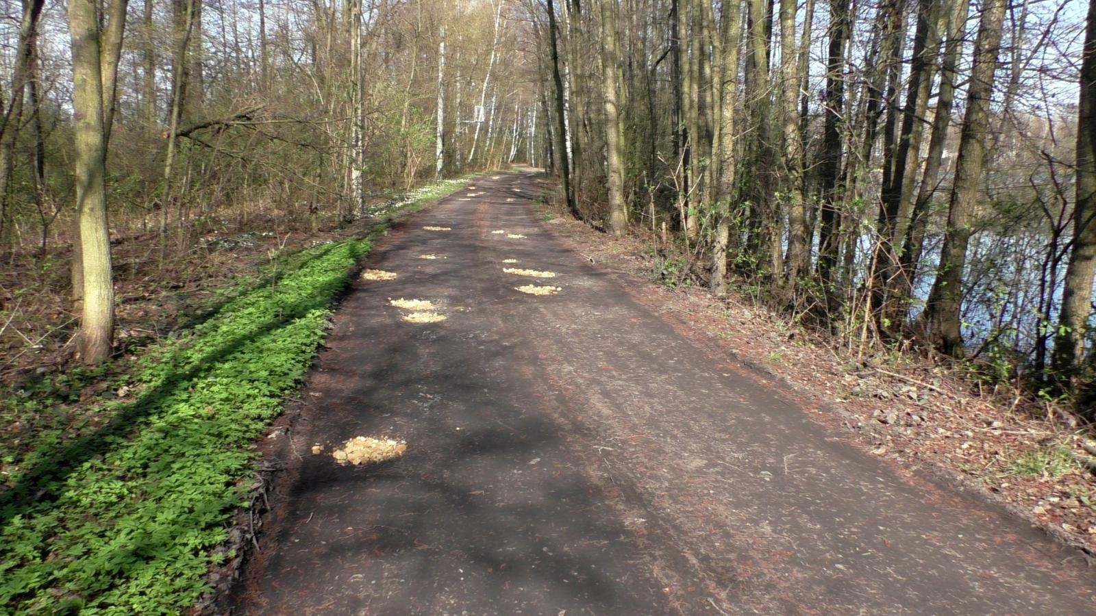 Zdjęcie w galerii na portalu naszraciborz.pl: Wędkarze wzięli się za wiosenne porządki na Babiczoku wiadomości z regionu