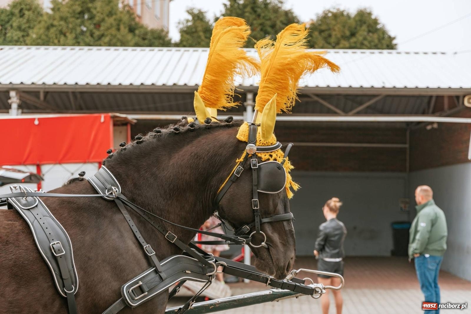 Zdjęcie w galerii na portalu naszraciborz.pl: Procesje konne w Bieńkowicach, Pietrowicach Wielkich i Sudole [FOTO] wiadomości z regionu