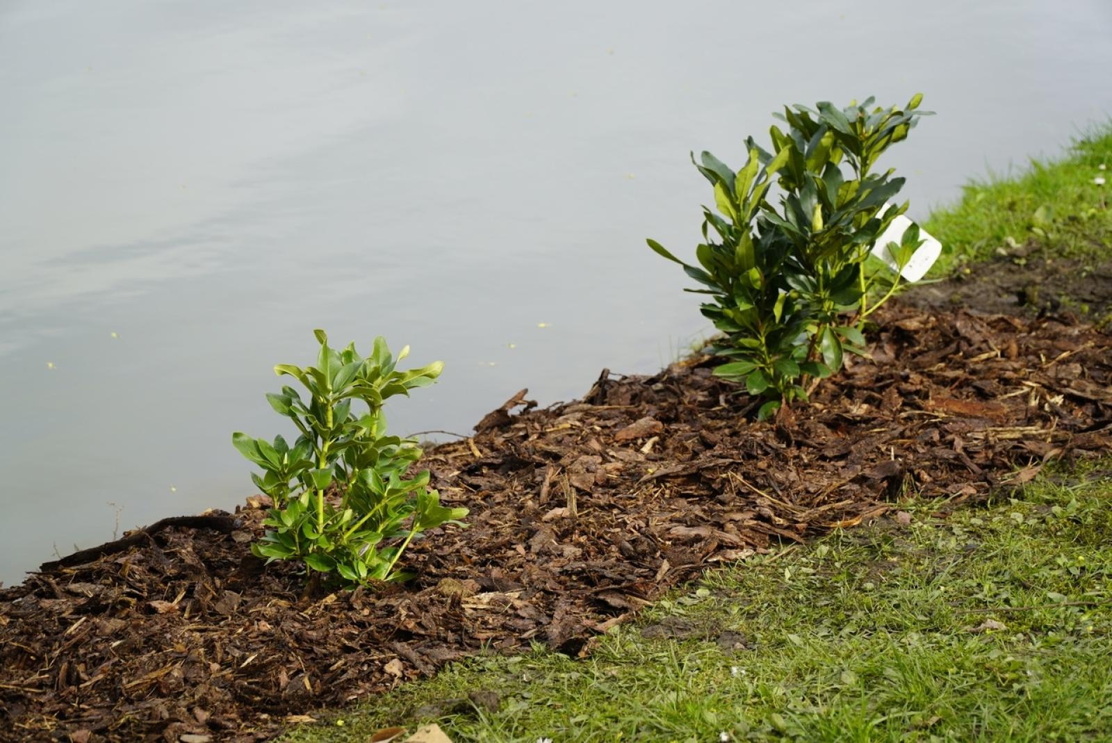 Zdjęcie w galerii na portalu naszraciborz.pl: 50 różaneczników przyozdobiło Park Roth wiadomości z regionu