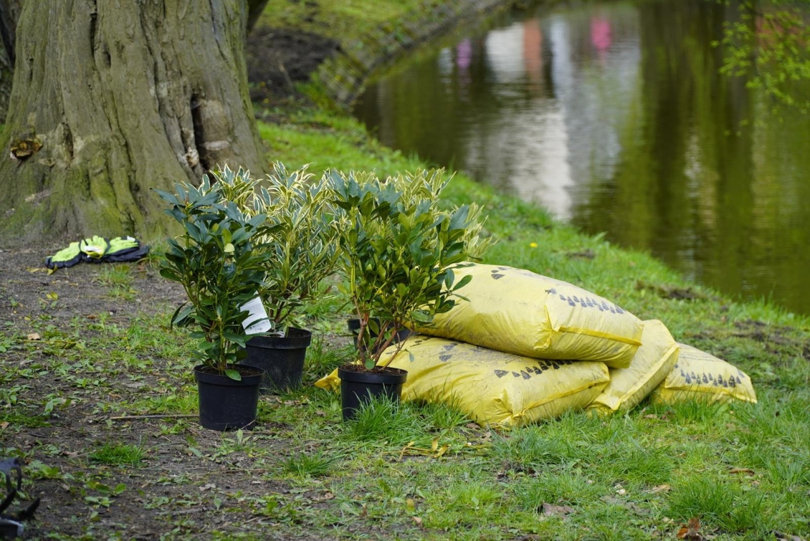 Zdjęcie w galerii na portalu naszraciborz.pl: 50 różaneczników przyozdobiło Park Roth wiadomości z regionu
