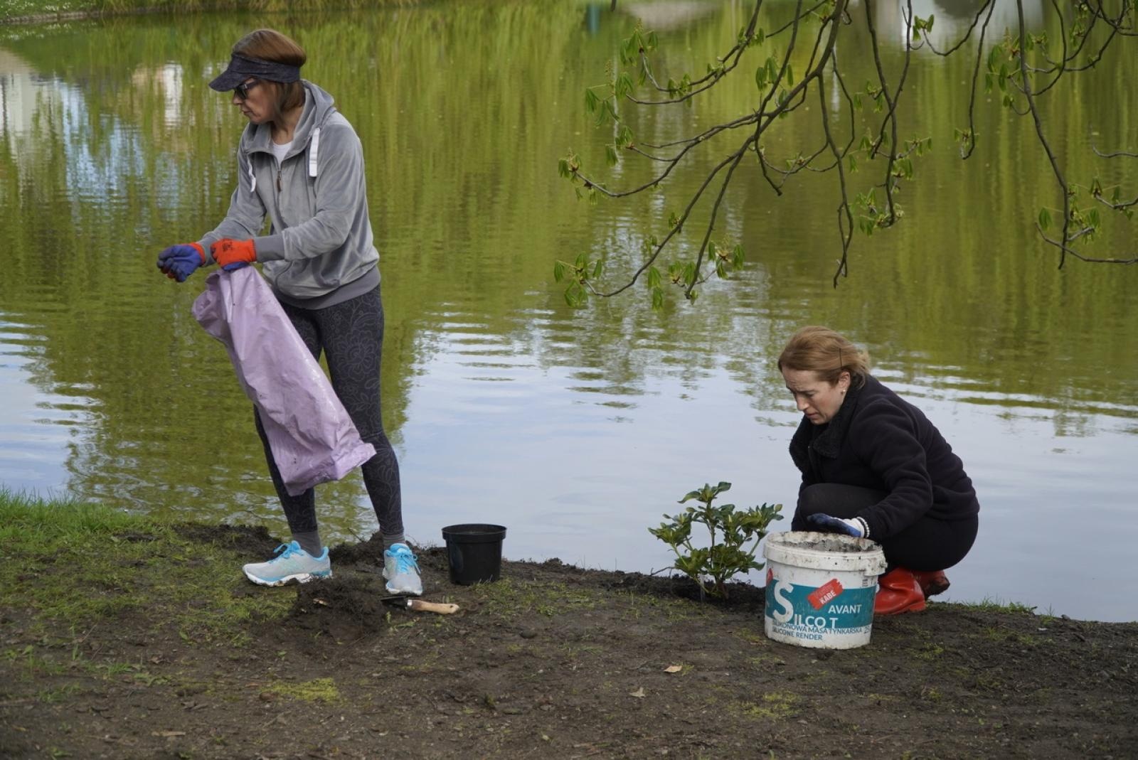 Zdjęcie w galerii na portalu naszraciborz.pl: 50 różaneczników przyozdobiło Park Roth wiadomości z regionu