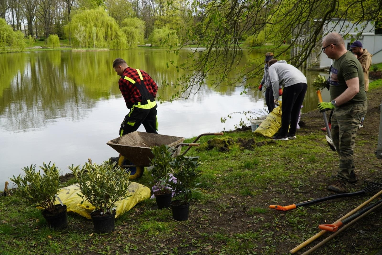 Zdjęcie w galerii na portalu naszraciborz.pl: 50 różaneczników przyozdobiło Park Roth wiadomości z regionu