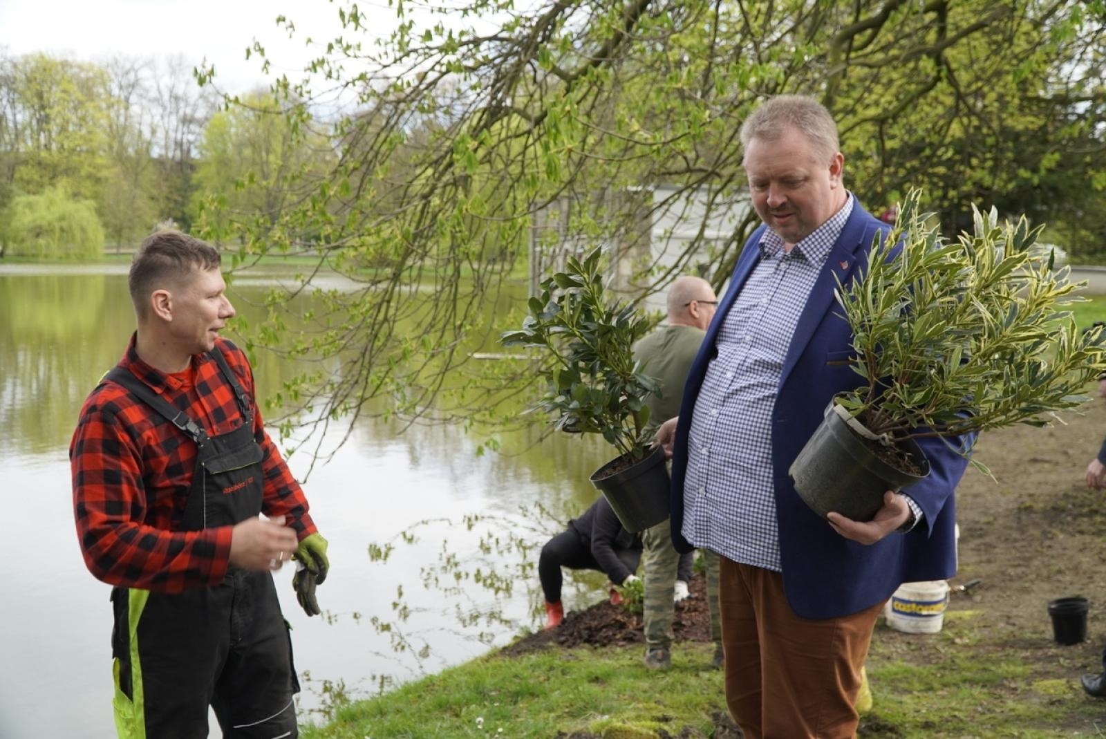 Zdjęcie w galerii na portalu naszraciborz.pl: 50 różaneczników przyozdobiło Park Roth wiadomości z regionu