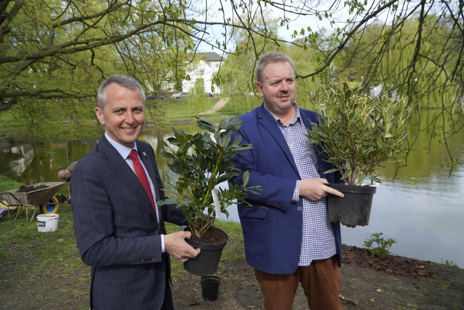 Zdjęcie w galerii na portalu naszraciborz.pl: 50 różaneczników przyozdobiło Park Roth wiadomości z regionu