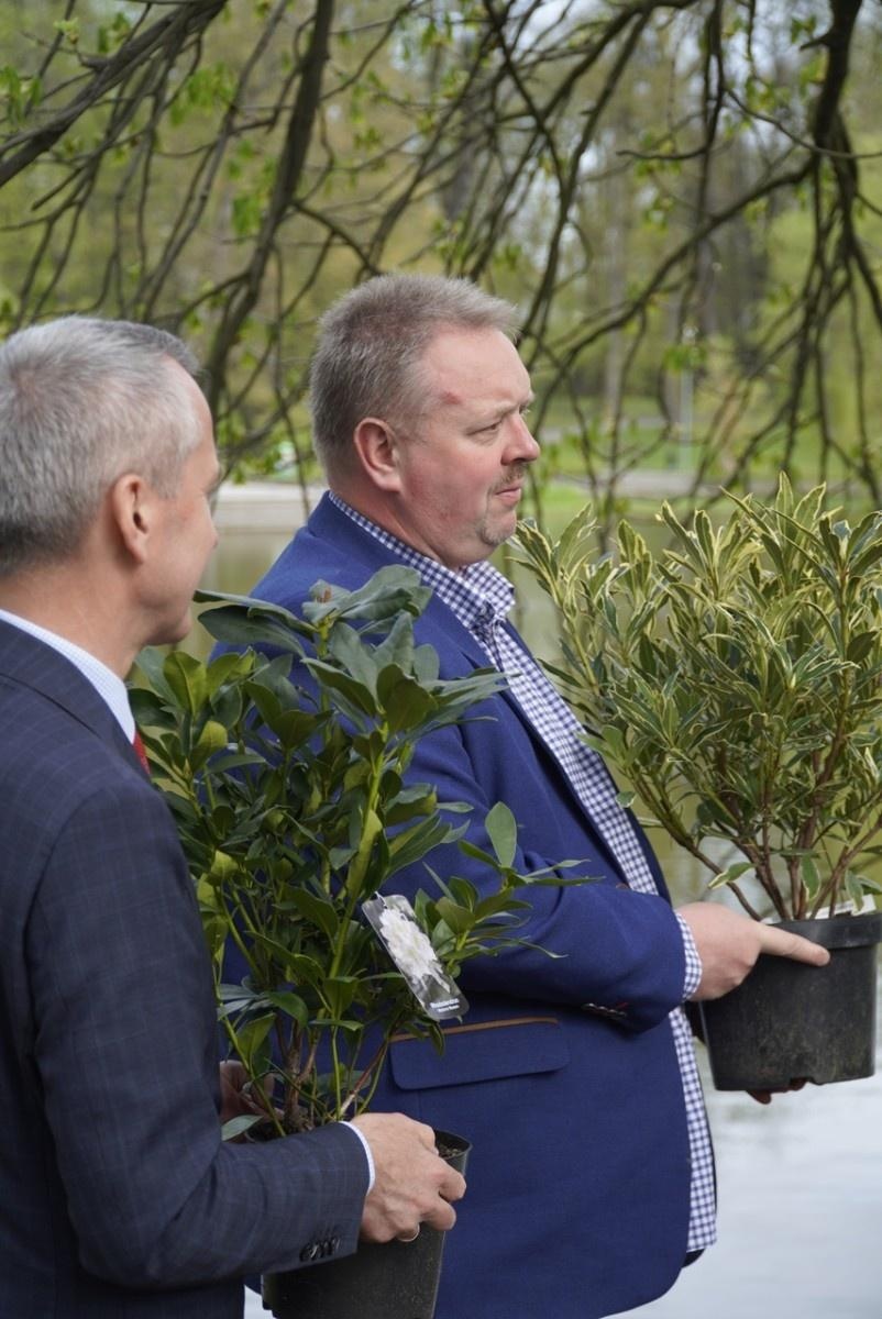 Zdjęcie w galerii na portalu naszraciborz.pl: 50 różaneczników przyozdobiło Park Roth wiadomości z regionu