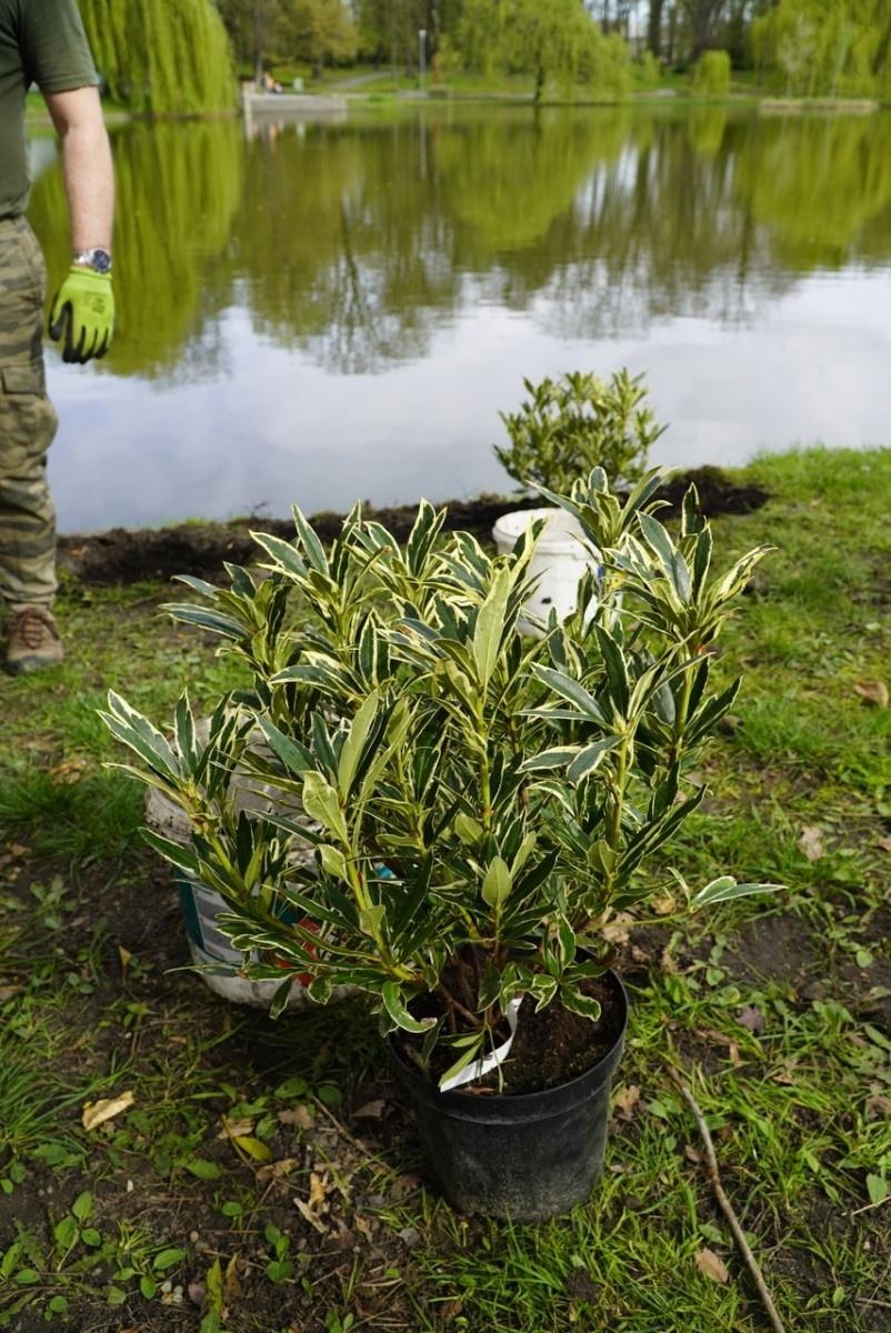 Zdjęcie w galerii na portalu naszraciborz.pl: 50 różaneczników przyozdobiło Park Roth wiadomości z regionu