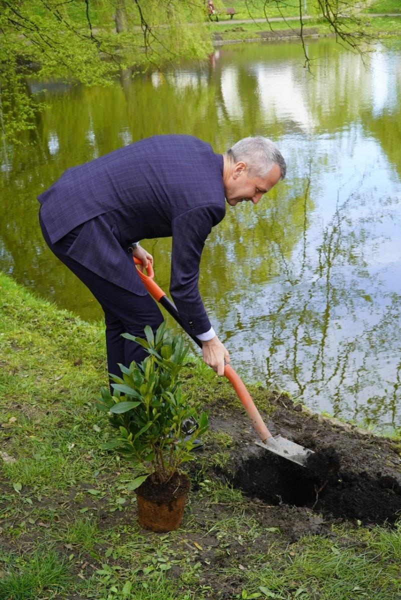 Zdjęcie w galerii na portalu naszraciborz.pl: 50 różaneczników przyozdobiło Park Roth wiadomości z regionu