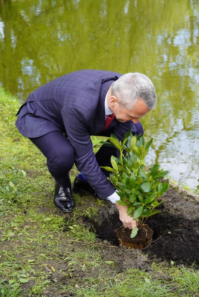Zdjęcie w galerii na portalu naszraciborz.pl: 50 różaneczników przyozdobiło Park Roth wiadomości z regionu